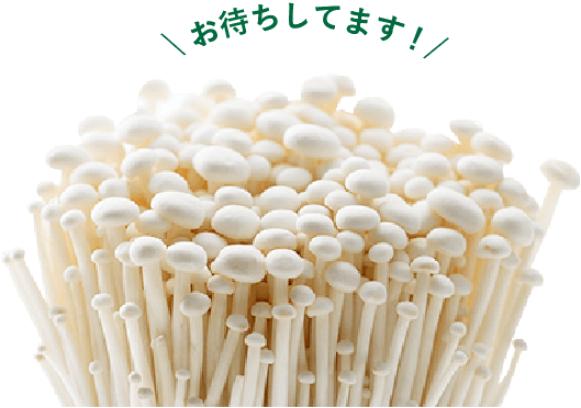 えのきができるまで 加藤えのき