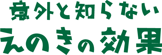 意外と知らないえのきの効果